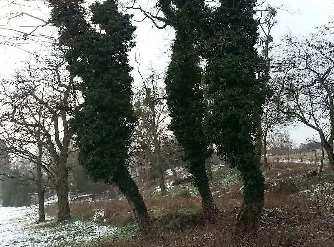 W Jersey Przy Plazy *